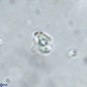 Diorofostoichos brachystylus VR 01968