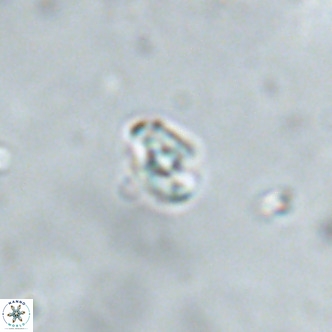 Diorofostoichos brachystylus VR 01968