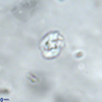 Diorofostoichos brachystylus VR 01969