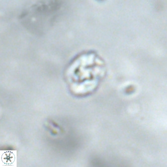 Diorofostoichos brachystylus VR 01969