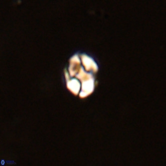 Diorofostoichos brachystylus VR 01963