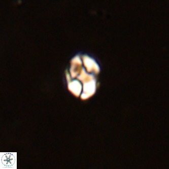 Diorofostoichos brachystylus VR 01963