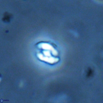 Diorofostoichos brachystylus VR 01975