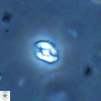 Diorofostoichos brachystylus VR 01975