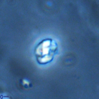 Diorofostoichos brachystylus VR 01970