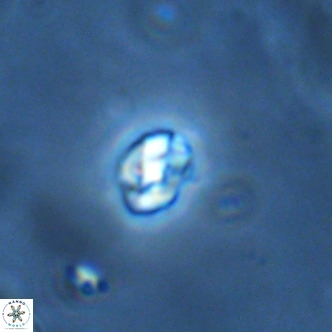 Diorofostoichos brachystylus VR 01970