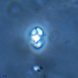 Diorofostoichos brachystylus VR 01972