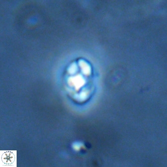 Diorofostoichos brachystylus VR 01972