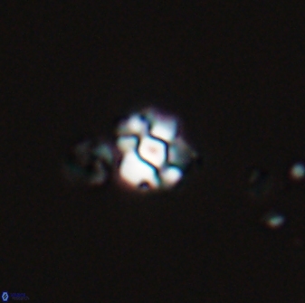 Diorofostoichos emrei 25890