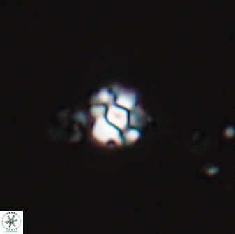 Diorofostoichos emrei 25890
