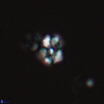 Diorofostoichos emrei 25891