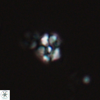 Diorofostoichos emrei 25891