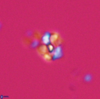 Diorofostoichos emrei 25892