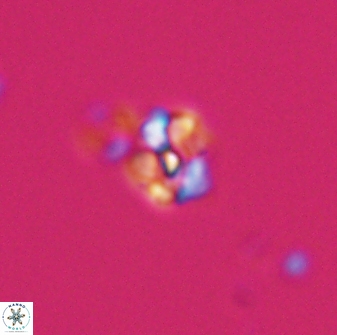 Diorofostoichos emrei 25892
