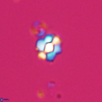 Diorofostoichos emrei 25893