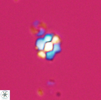 Diorofostoichos emrei 25893