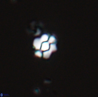 Diorofostoichos emrei 25894