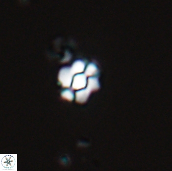 Diorofostoichos emrei 25894
