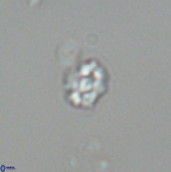 Diorofostoichos emrei 25895