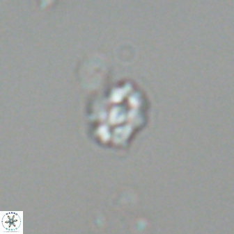 Diorofostoichos emrei 25895