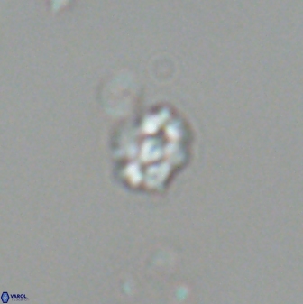 Diorofostoichos emrei 25896