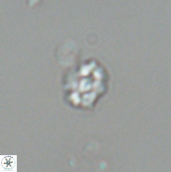 Diorofostoichos emrei 25896