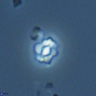 Diorofostoichos emrei 25897