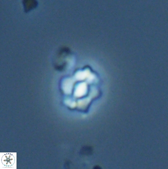 Diorofostoichos emrei 25897