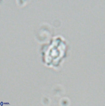 Diorofostoichos emrei 25898