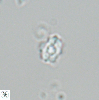 Diorofostoichos emrei 25898