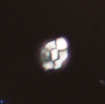 Diorofostoichos emrei 58872