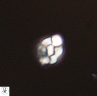 Diorofostoichos emrei 58872