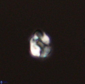 Diorofostoichos emrei 58875