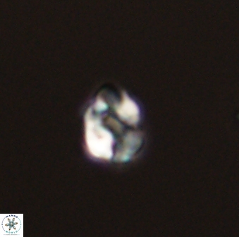 Diorofostoichos emrei 58875