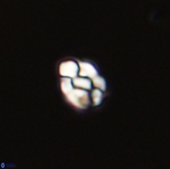 Diorofostoichos emrei 58876