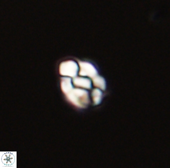 Diorofostoichos emrei 58876
