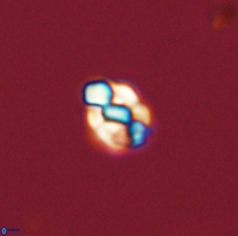 Diorofostoichos emrei 58877