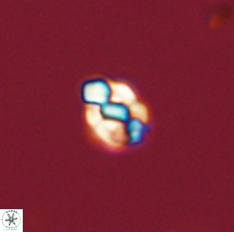 Diorofostoichos emrei 58877