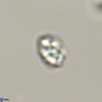 Diorofostoichos emrei 58878