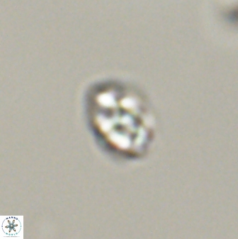 Diorofostoichos emrei 58878