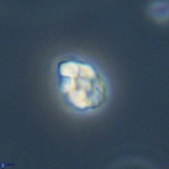 Diorofostoichos emrei 58879