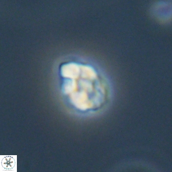 Diorofostoichos emrei 58879