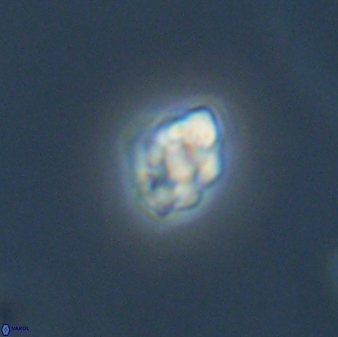 Diorofostoichos emrei 58880