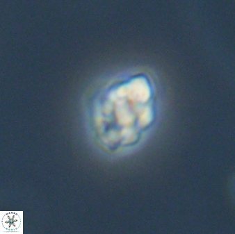 Diorofostoichos emrei 58880