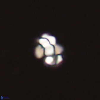 Diorofostoichos emrei 58883