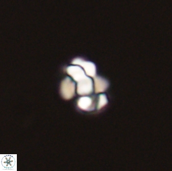 Diorofostoichos emrei 58883