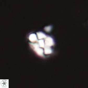 Diorofostoichos emrei 58886
