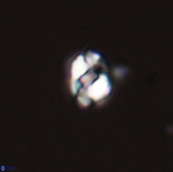 Diorofostoichos emrei 58887