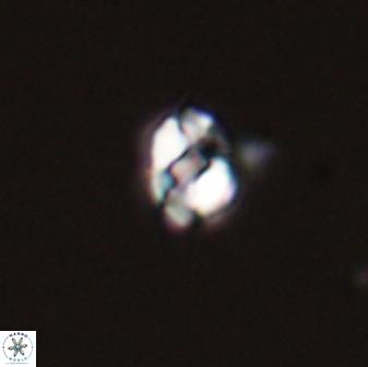 Diorofostoichos emrei 58887