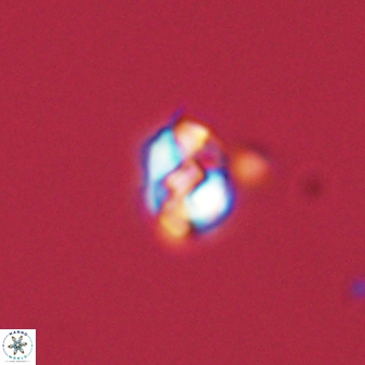 Diorofostoichos emrei 58888